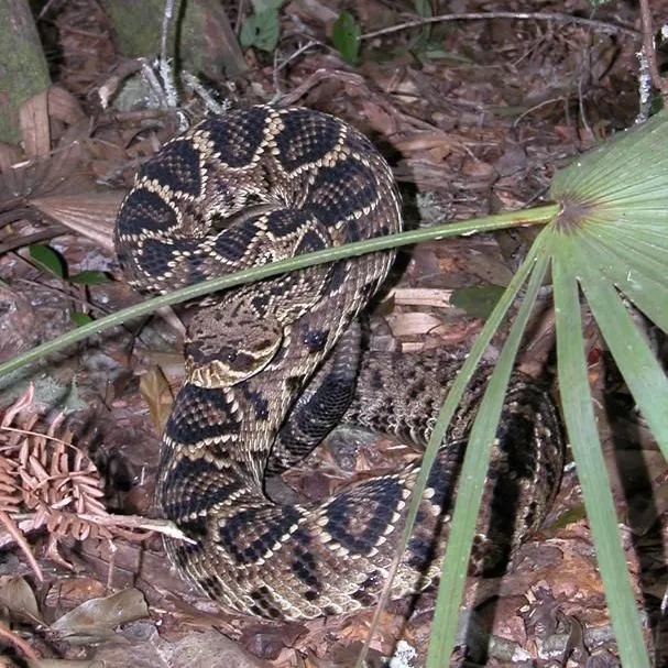 thumbnail for publication: Emergency Snakebite Action Plan